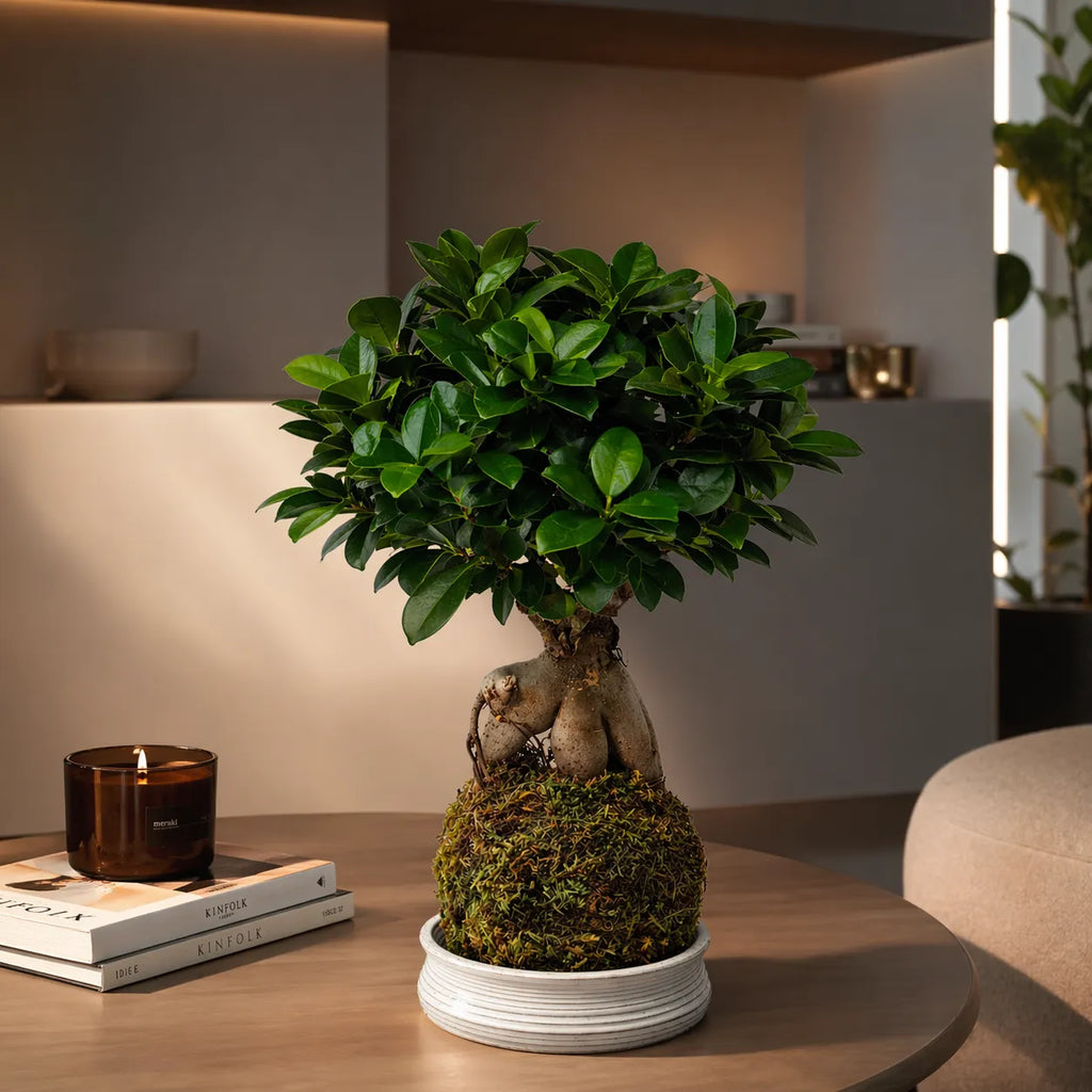 Kokedama Bonsai Ficus Ginseng