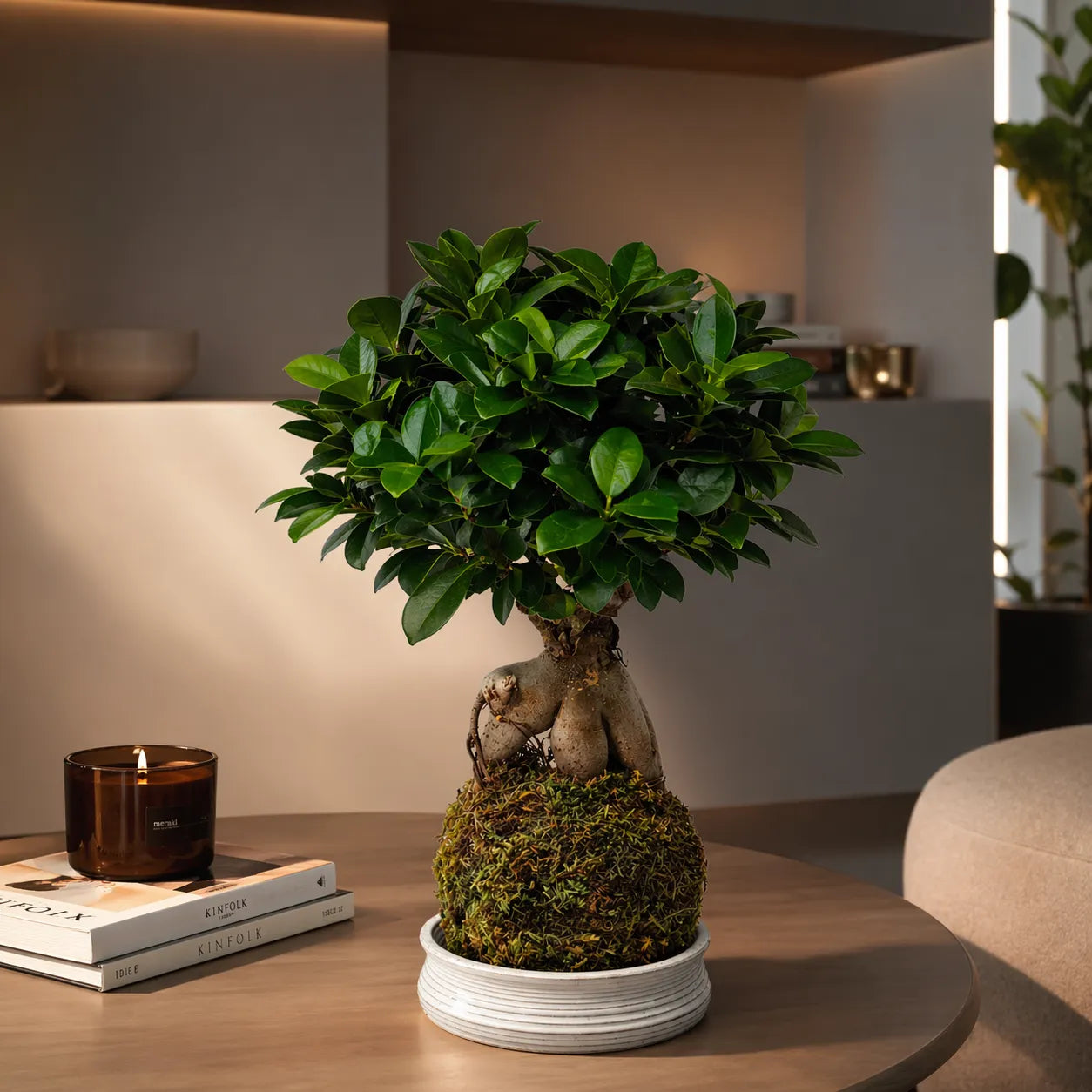 Kokedama Bonsai Ficus Ginseng
