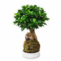 Kokedama Bonsai Ficus Ginseng