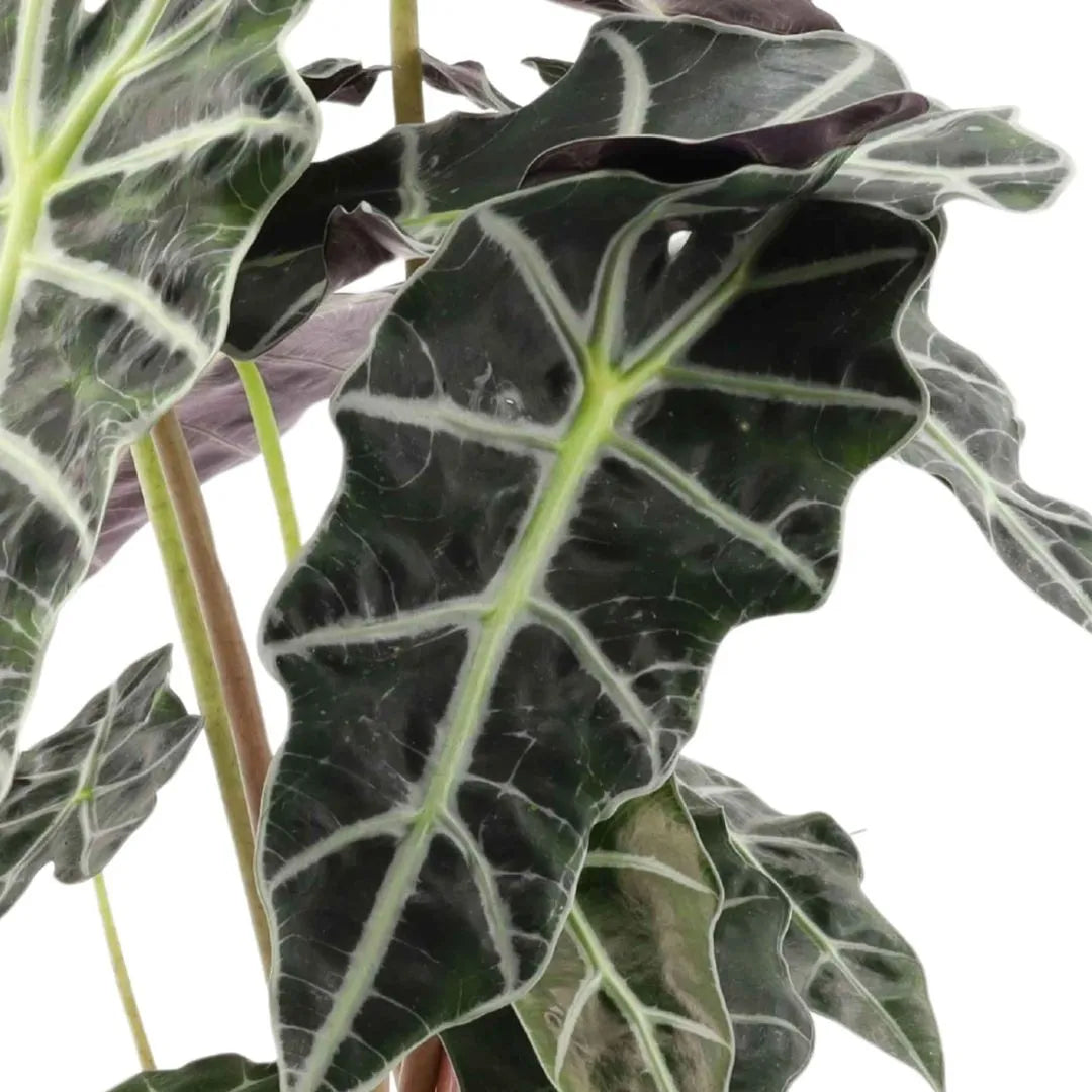 Kokedama Alocasia polly