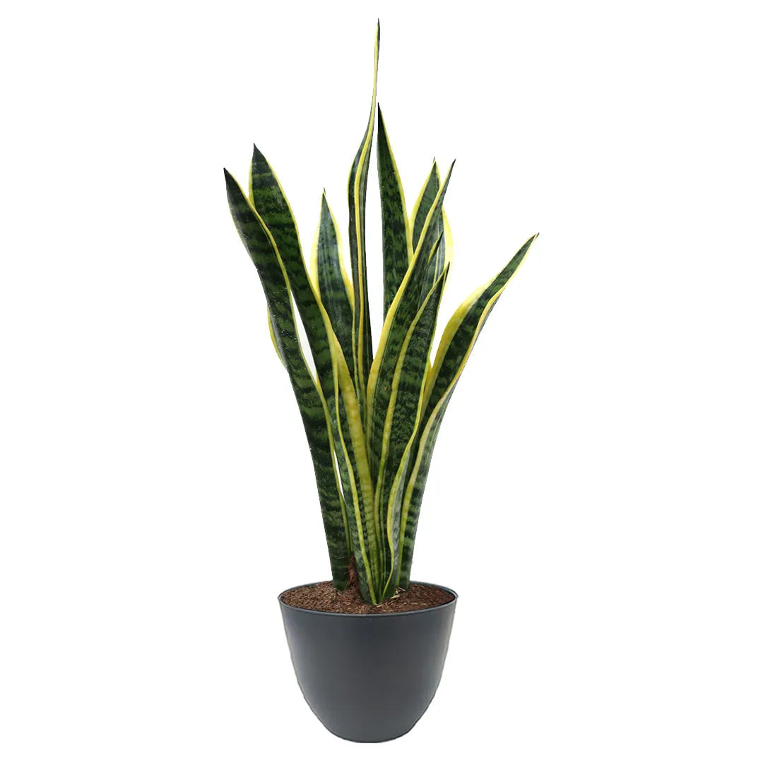 Sansevieria Laurentii D.17 H.60 cm
