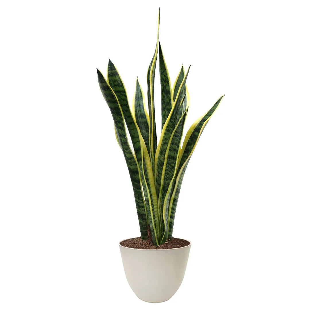 Sansevieria Laurentii D.17 H.60 cm