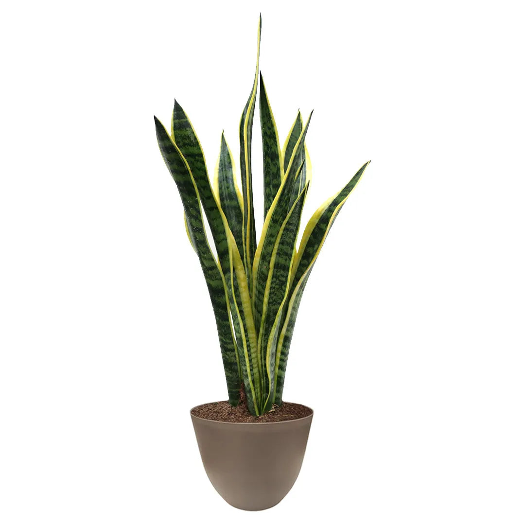 Sansevieria Laurentii D.17 H.60 cm