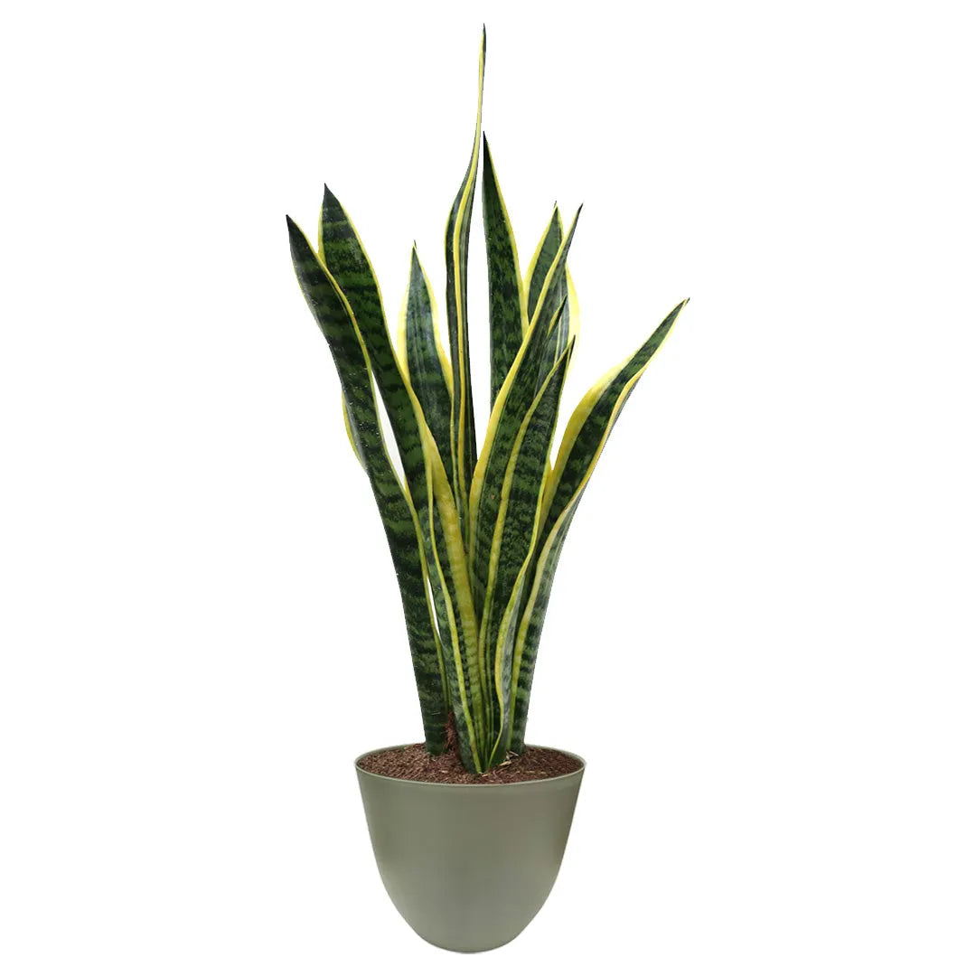 Sansevieria Laurentii D.17 H.60 cm