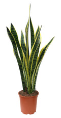 Sansevieria Laurentii D.17 H.60 cm
