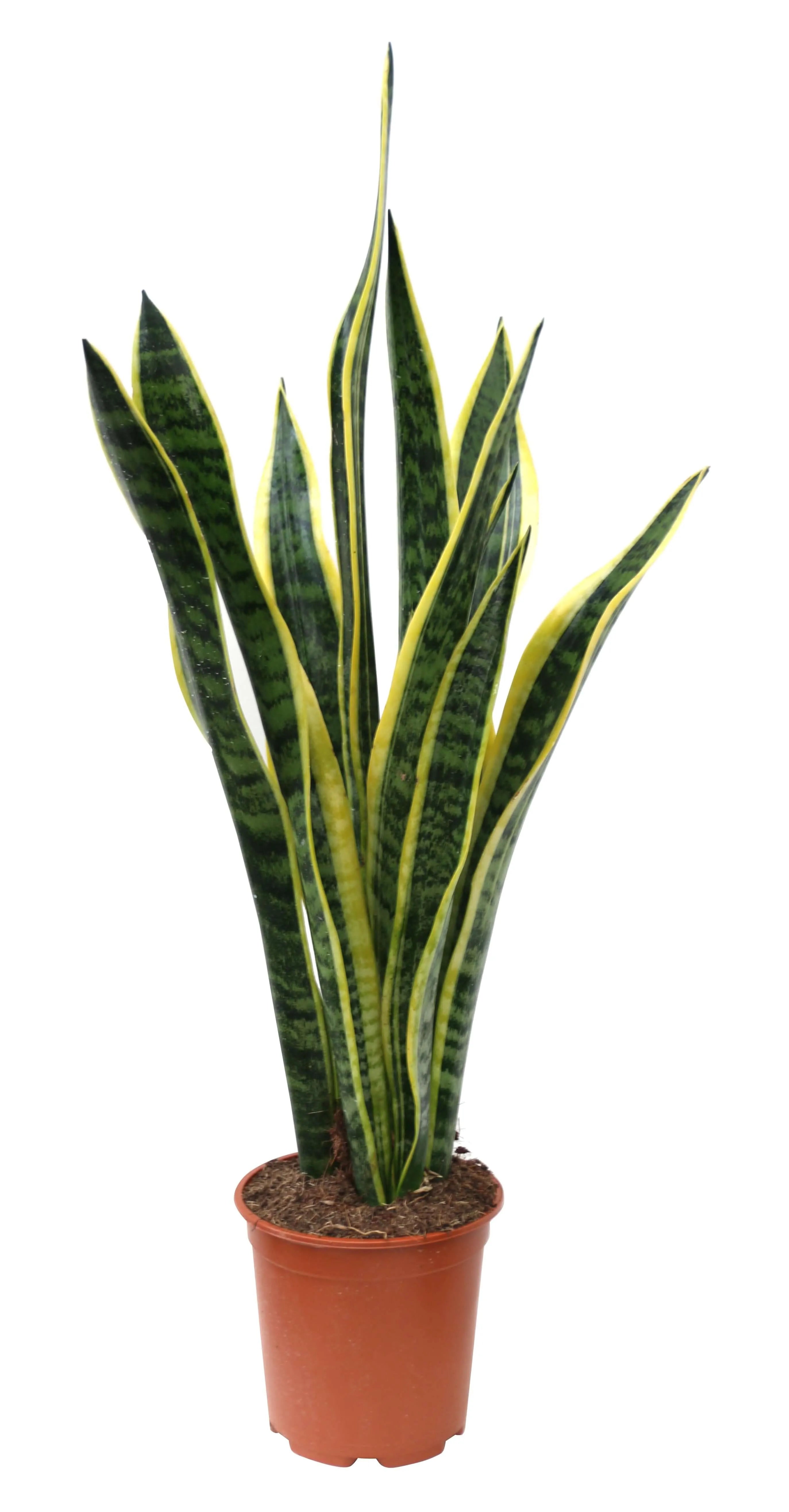 Sansevieria Laurentii D.17 H.60 cm