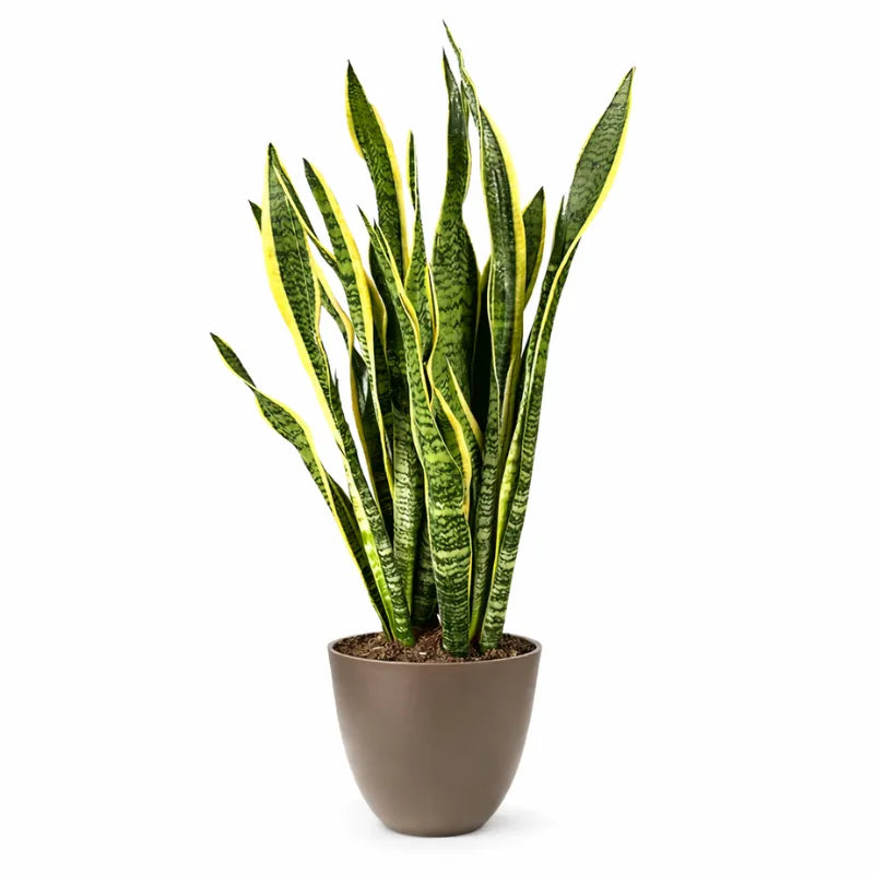 Sansevieria Laurentii Extra  Altezza Pianta 120 cm