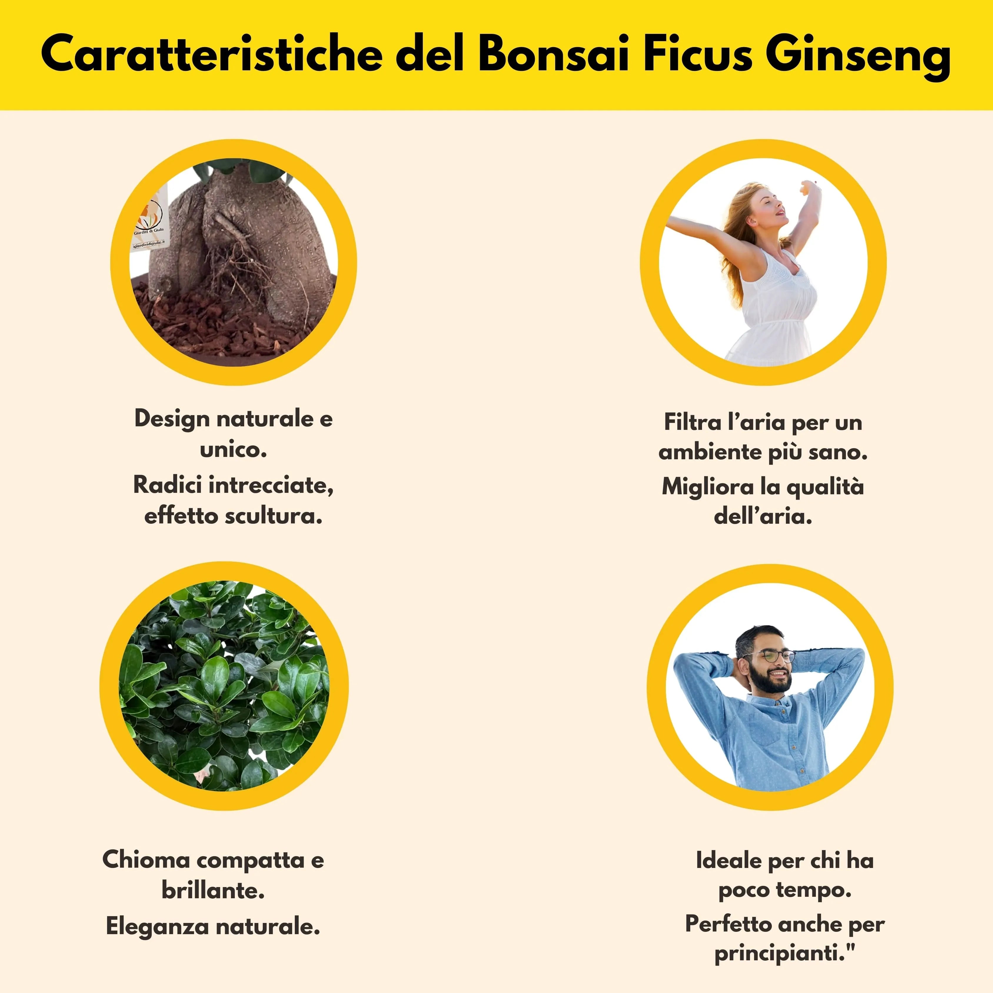 Bonsai Ficus Ginseng  in vaso "Minos"