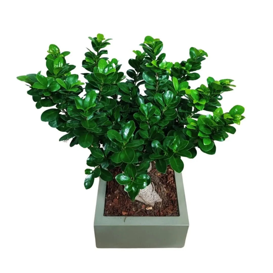 Bonsai Ficus Ginseng  in vaso "Minos"