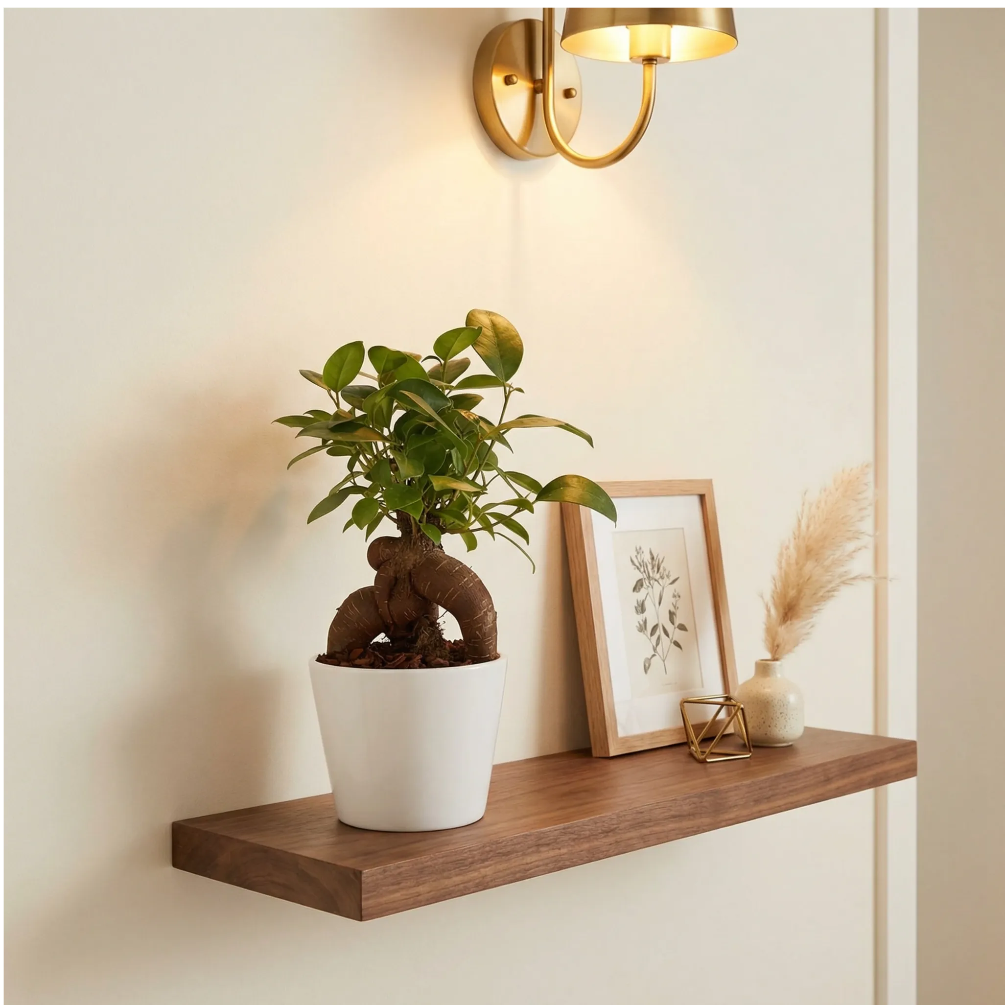Bonsai Mini Ficus Ginseng in Vaso di Ceramica