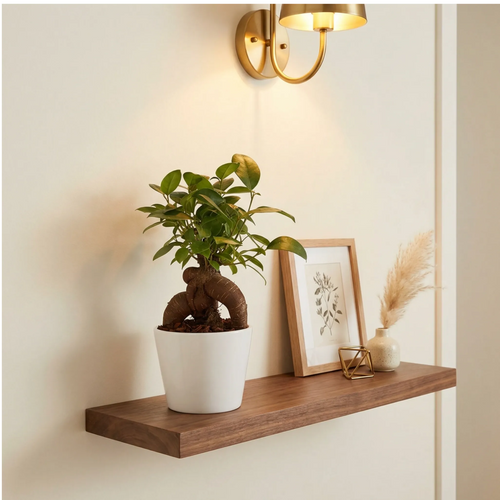 Bonsai Mini Ficus Ginseng in Vaso di Ceramica