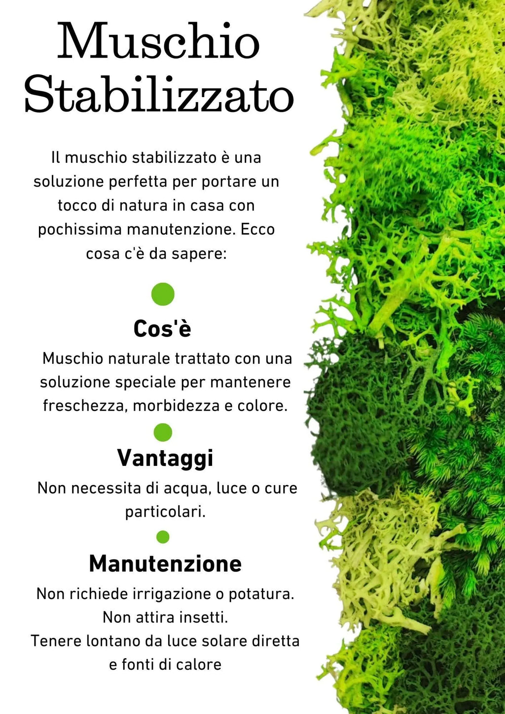 Quadro in Muschio e Licheni Stabilizzati 35x50 cm – EcoMosaico | Made in Italy