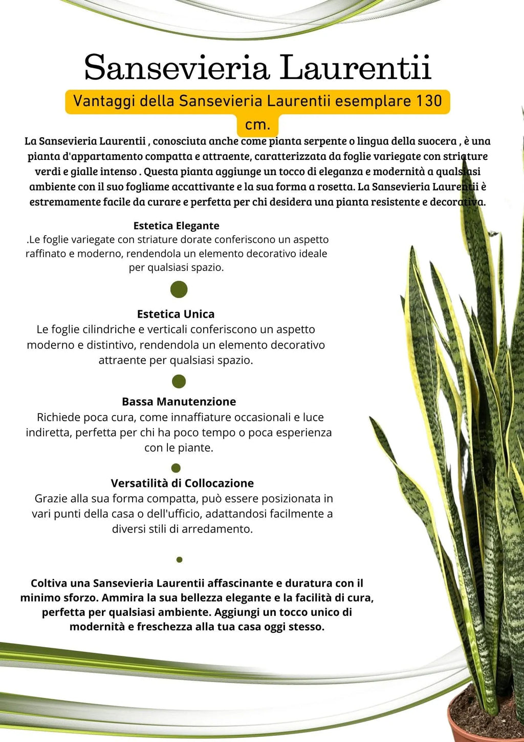 Sansevieria Laurentii - Pianta Alta 130 cm