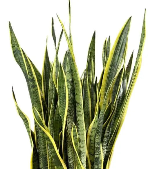 Sansevieria Laurentii - Pianta Alta 130 cm
